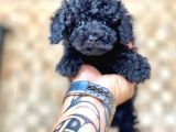 Black Toy Poodle Yavrular