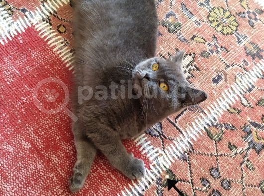 Dişi Yavru Kedi görsel