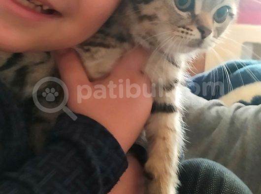 Detaylar Görüşülür görsel