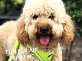 Wc Eğitimli Aşı Programı Tamamlanmış Poodle Yavrumuz