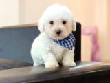 Yavru Maltipoo