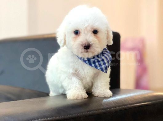 Yavru Maltipoo görsel