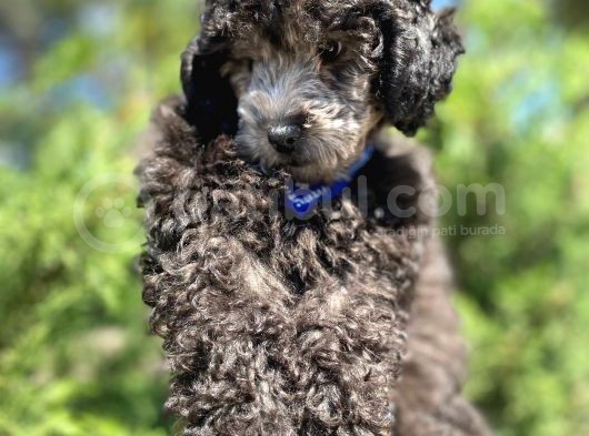 Sevimli Silver Toy Poodle Bebek görsel
