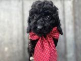 Siyah İnci Toy Poodle Bebeğimiz