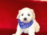 Yavru Malti̇poo