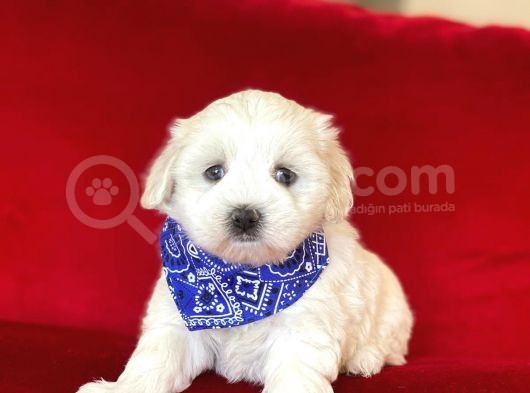 Yavru Malti̇poo görsel