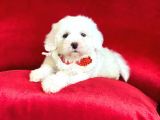 Yavru Maltipoo