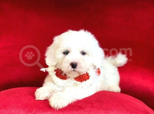 Yavru Maltipoo görsel