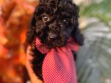 Siyah İnci Toy Poodle Bebeğimiz