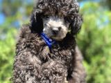 Sevimli Silver Toy Poodle Bebek