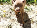 American Bully Yavrularımız 
