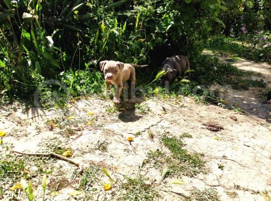 American Bully Yavrularımız  görsel