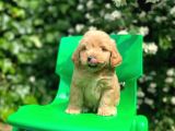 Orijinal F1 Düzeyinde Maltipoo Yavrularımız Gelmiştir