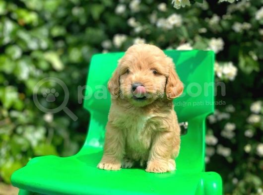 Orijinal F1 Düzeyinde Maltipoo Yavrularımız Gelmiştir görsel