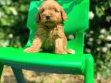 Orijinal F1 Düzeyinde Maltipoo Yavrularımız Gelmiştir