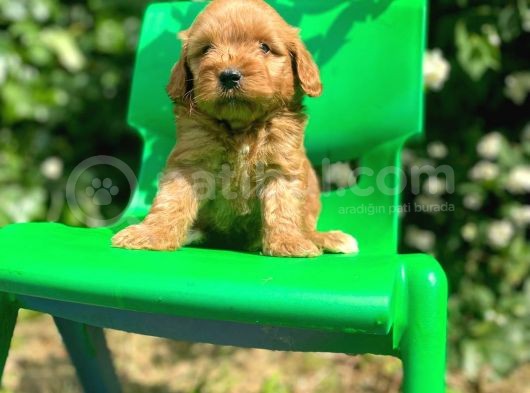 Orijinal F1 Düzeyinde Maltipoo Yavrularımız Gelmiştir görsel