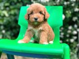 Orijinal F1 Düzeyinde Maltipoo Yavrularımız Gelmiştir