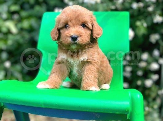Orijinal F1 Düzeyinde Maltipoo Yavrularımız Gelmiştir görsel
