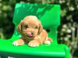 Orijinal F1 Düzeyinde Maltipoo Yavrularımız Gelmiştir