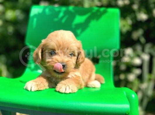 Orijinal F1 Düzeyinde Maltipoo Yavrularımız Gelmiştir