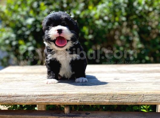Morkie Yavrularımız Gelmiştir