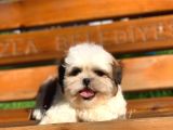 Safkan A Kalite Shih Tzu Yavrularımız
