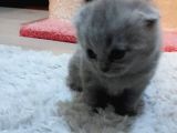 1 Aylık Erkek Yavru 10 Güne Teslim Edilir