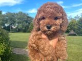 Bebek Surat Toy Poodle Yavrular Wc Eği̇ti̇mli̇