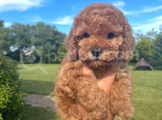 Bebek Surat Toy Poodle Yavrular Wc Eği̇ti̇mli̇ görsel