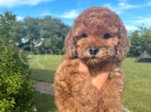 Bebek Surat Toy Poodle Yavrular Wc Eği̇ti̇mli̇ görsel