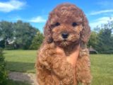 Bebek Surat Toy Poodle Yavrular Wc Eği̇ti̇mli̇