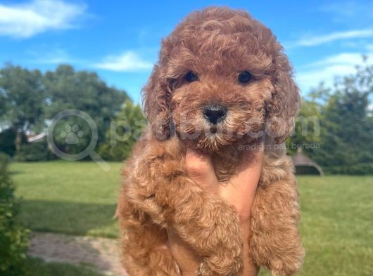 Bebek Surat Toy Poodle Yavrular Wc Eği̇ti̇mli̇