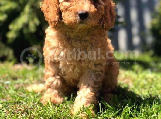 Safkan Dişi Poodle görsel