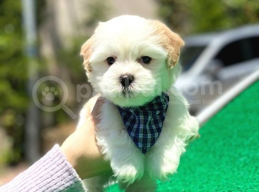 Yakışıklı Malti̇poo
