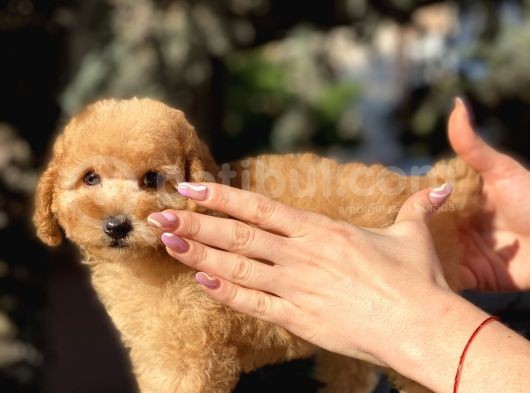 Tea Cup Poodle görsel