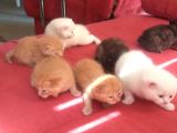 Scottish Fold