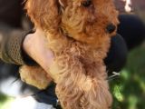 Toy Poodle