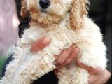 Toy Poodle