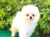 Pomeranian Oğlumuz