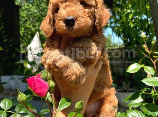 Anne Altından Red Toy Poodle görsel
