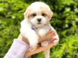 Yavru Malti̇poo