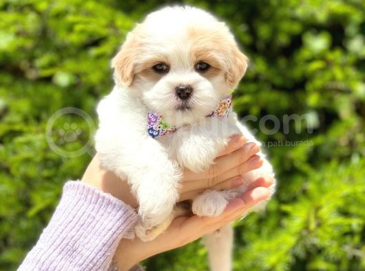 Yavru Malti̇poo