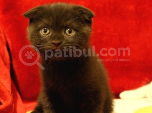2.5 Aylık Scottish Fold Ve Straight Dişi Erkek Yavru Kediler Anneden Ayrılmaya Hazır