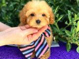 Gerçek Tea Cup Poodle