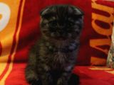 2.5 Aylık Scottish Fold Ve Straight Dişi Erkek Yavru Kediler Anneden Ayrılmaya Hazır