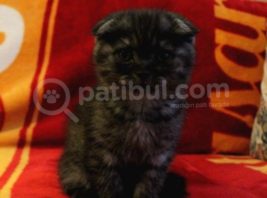 2.5 Aylık Scottish Fold Ve Straight Dişi Erkek Yavru Kediler Anneden Ayrılmaya Hazır görsel