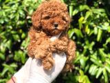 Toy Poodle Yavrular (Red, Red Brown, Apricot, Silver, Siyah)