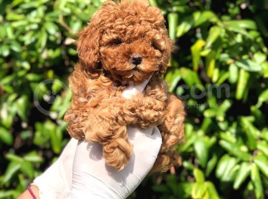 Toy Poodle Yavrular (Red, Red Brown, Apricot, Silver, Siyah) görsel