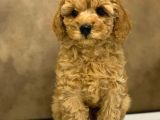 Toy Poodle Yavrular (Red, Red Brown, Apricot, Silver, Siyah)