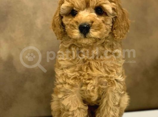 Toy Poodle Yavrular (Red, Red Brown, Apricot, Silver, Siyah) görsel